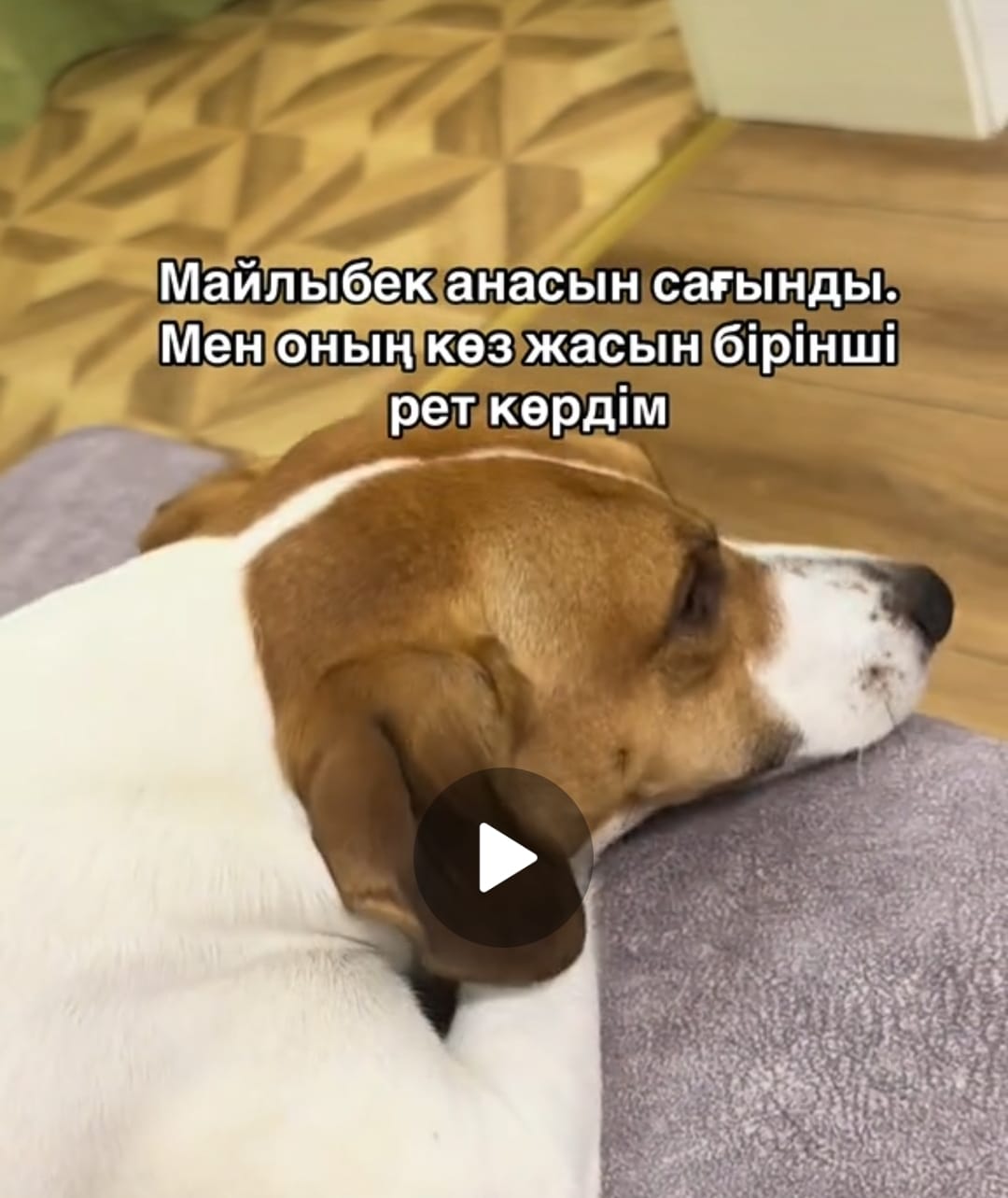 "Ана" туралы әнге жылаған ит жұртты да жылатты