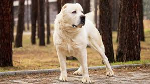 Түріктер қазақы тұқымды өлтіріп тастаған
