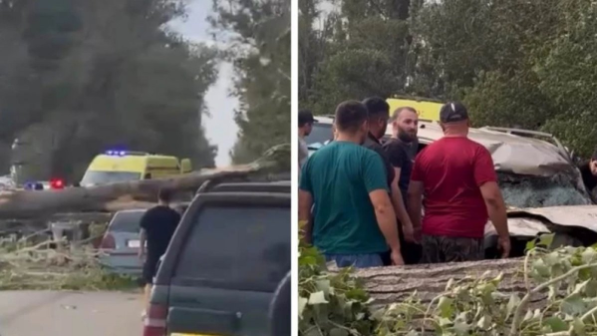 Алматы облысында алып ағаш екі көлікті басып қалды